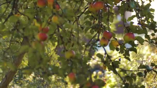 Otoño Las Manzanas Caen Las Ramas Los Árboles Las Ramas — Vídeo de stock