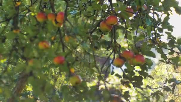 Осенью Яблоки Падают Ветвей Деревьев Ветви Двигаются Трясусь Яблони Мягкий — стоковое видео