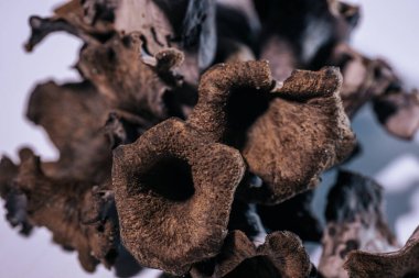 Beyaz arka planda siyah mantarlı chanterelle. Yumuşak seçici odak.