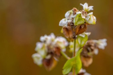 Tarlada taze karabuğday çiçeği, makro fotoğrafçılıkta çiçek açan bitki. Doğanın güzelliğinde karabuğday çiçeği. Yumuşak seçici odak.