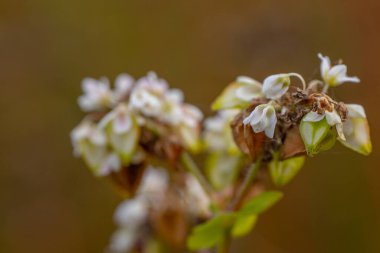 Tarlada taze karabuğday çiçeği, makro fotoğrafçılıkta çiçek açan bitki. Doğanın güzelliğinde karabuğday çiçeği. Yumuşak seçici odak.