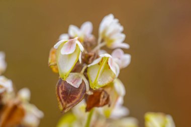 Tarlada taze karabuğday çiçeği, makro fotoğrafçılıkta çiçek açan bitki. Doğanın güzelliğinde karabuğday çiçeği. Yumuşak seçici odak.