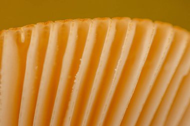 Sonbahar mantarları, spor ve yapraklarla yakın plan. Yumuşak seçici odak.