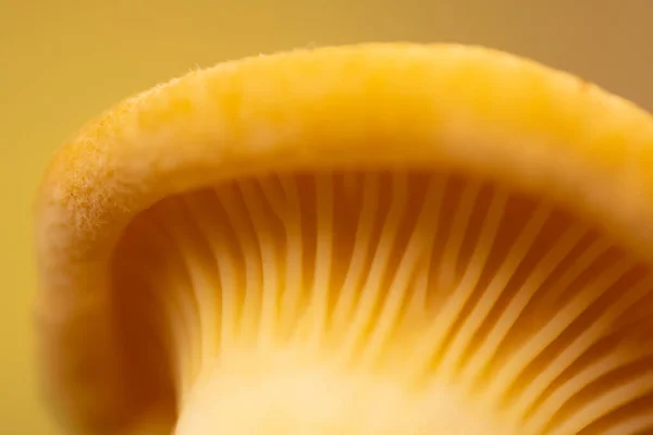 Mushroom Spores Leaves Close Soft Selective Focus — Stock Photo, Image