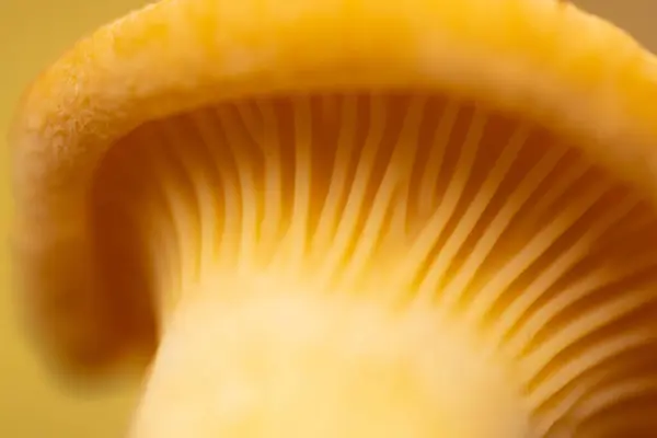 Mushroom Spores Leaves Close Soft Selective Focus — Stock Photo, Image