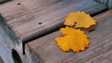 Rüzgar güzel sonbahar yapraklarını savurur. Sarı yuvarlak yapraklar. Yumuşak seçici odak.