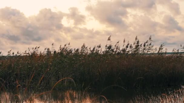 Göl Kenarında Kuru Çimenler Olan Göl Seçici Bir Odak Noktası — Stok video