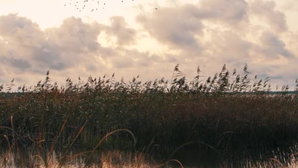 Jezioro Suchą Trawą Nad Jeziorem Miękkie Selektywne Skupienie Sztucznie Stworzone — Wideo stockowe