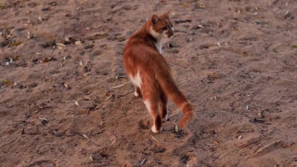 Gato Animal Margem Lago Olha Direita Para Esquerda Foco Seletivo — Vídeo de Stock