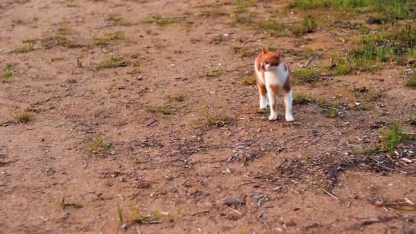 Ζώο Γάτα Στην Όχθη Της Λίμνης Κοιτάζει Από Δεξιά Προς — Αρχείο Βίντεο