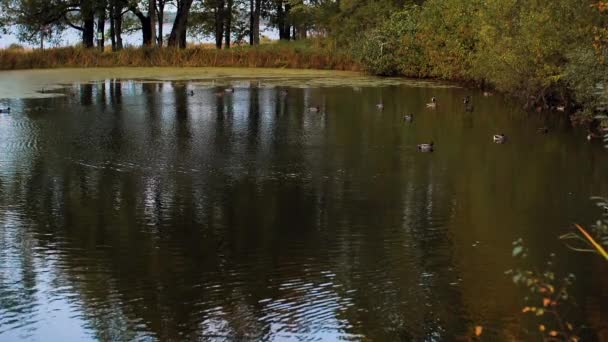Folhas Outono Caminham Parque Movimento Patos Natação Lago Foco Seletivo — Vídeo de Stock