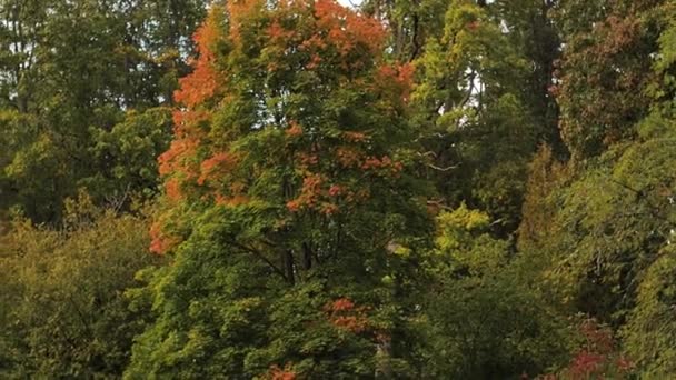 Φθινοπωρινά Φύλλα Κινούνται Φθινόπωρο Πολύχρωμα Φθινοπωρινά Φύλλα Μαλακή Επιλεκτική Εστίαση — Αρχείο Βίντεο