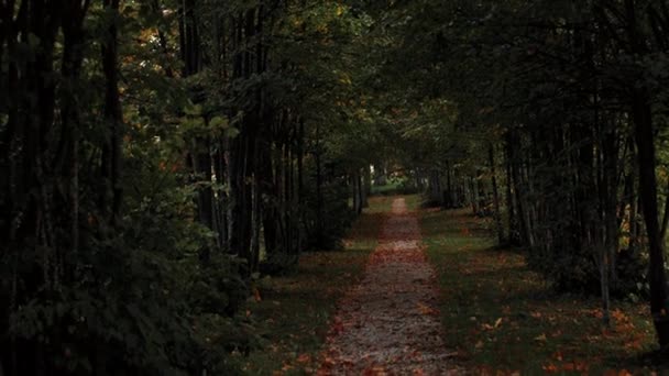 도로와 나무의 Livonia 공원의 경로의 한가운데에 연약한 선택적인 사진을위한 인공적으로 — 비디오