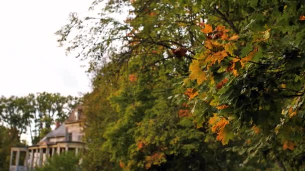 Herfst Bladeren Bewegen Tijdens Herfst Kleurrijke Herfstbladeren Zachte Selectieve Focus — Stockvideo