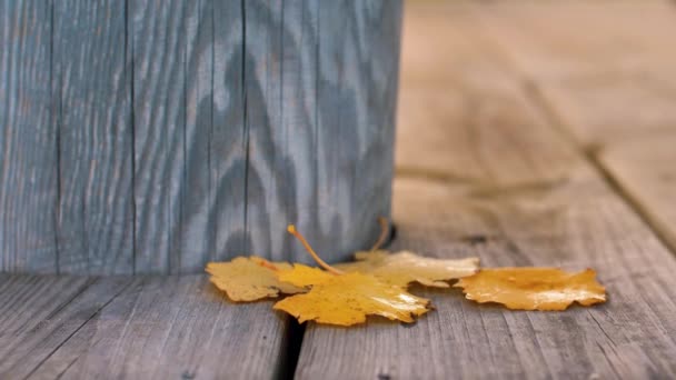 Der Wind Bläst Die Schönen Herbstblätter Gelbe Runde Blätter Weiche — Stockvideo