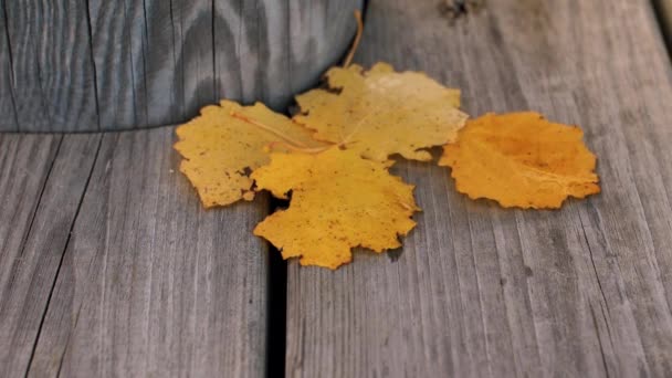 风吹来美丽的秋叶 黄色的圆形叶子 软性选择性重点 — 图库视频影像