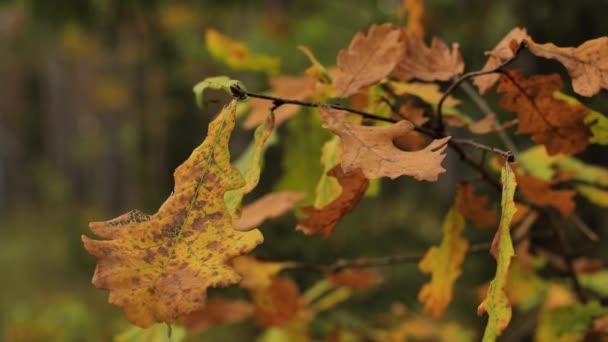 Podzimní Listy Pohybují Během Podzimu Barevné Podzimní Listy Měkké Selektivní — Stock video