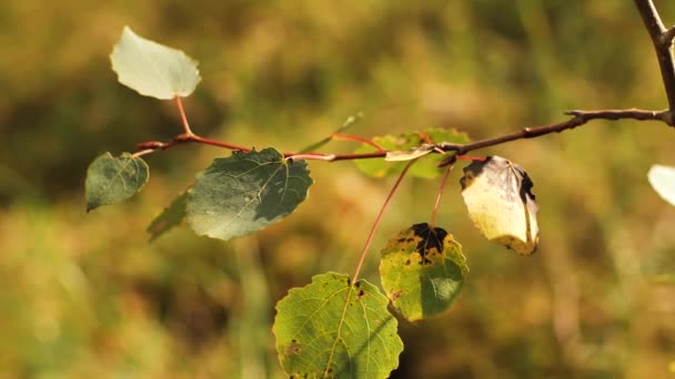 Herfst Bladeren Bewegen Tijdens Herfst Kleurrijke Herfstbladeren Zachte Selectieve Focus — Stockvideo