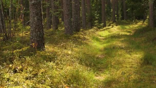 Las Jesienią Pięknym Mchem Pokazany Jest Las Ruchu Miękkie Ukierunkowanie — Wideo stockowe