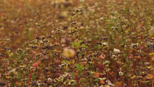 Bovetefält Med Blommande Blommor Tid Att Skörda Bovetefält Som Rör — Stockvideo