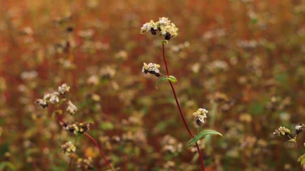 Αγριόσπερμο Ανθισμένα Λουλούδια Καιρός Για Συγκομιδή Χωράφι Φαγόπυρο Που Κινείται — Αρχείο Βίντεο