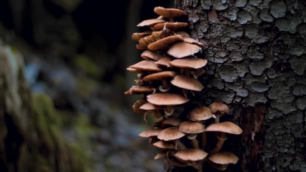 Cogumelos Floresta Perto Uma Árvore Movimento Foco Seletivo Suave Vídeos — Vídeo de Stock