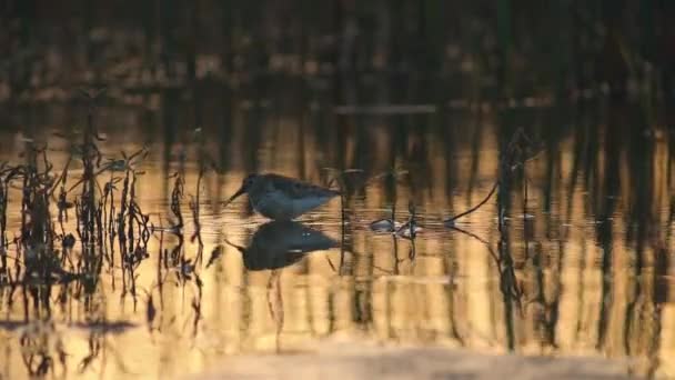 Pták Chodí Kolem Jezera Hledá Ryby Pták Dlouhým Zobákem Měkké — Stock video