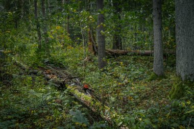 Rüzgardan önce, ormandaki kuru ağaçlarla sakin bir orman manzarası. Rüzgârlı ağaçlar, sakin bir orman manzarasındaki doğanın güzelliğini yansıtıyor. Yumuşak seçici odak.