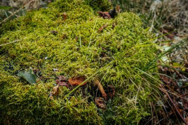 Yeşil çimenli ağaç kütüğünde yeşil yosun. Yumuşak seçici odak.