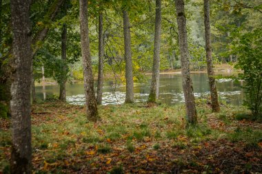 Göl kenarına ağaçlarla park et. Yumuşak seçici odak.