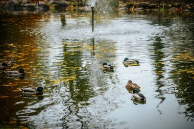 Güz akçaağaç yaprakları göl suyunda yüzen üç ördekle birlikte. Yumuşak seçici odak.