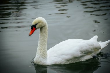 Sonbahar parkı ve gölde yüzen beyaz kuğu. Yumuşak seçici odak.