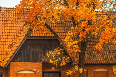 Güzel yaprakları ve kır evi olan sonbahar ağacı. Yumuşak seçici odak.