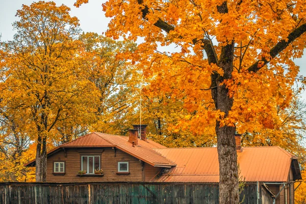 Güzel yaprakları ve kır evi olan sonbahar ağacı. Yumuşak seçici odak.