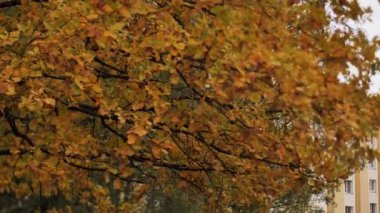 Rüzgarda hareket eden sarı ağaçların sonbahar manzarası. Renkli ağaç yapraklarıyla kentsel çevre. Yumuşak seçici odak.