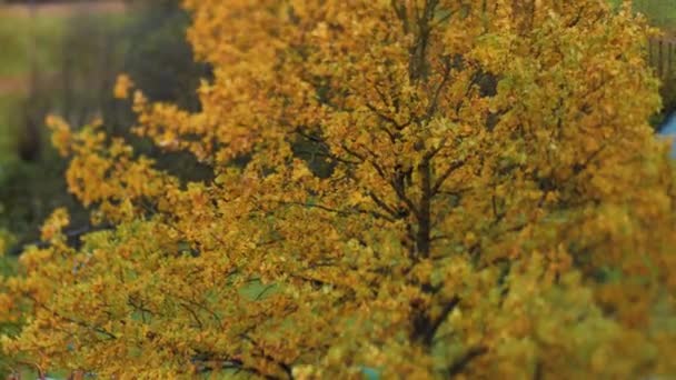 Осенний Вид Желтых Деревьев Движущихся Ветру Городская Среда Цветными Листьями — стоковое видео