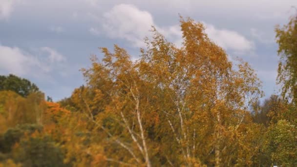 Jesienny Widok Żółtych Drzew Poruszających Się Wietrze Miejskie Środowisko Kolorowymi — Wideo stockowe