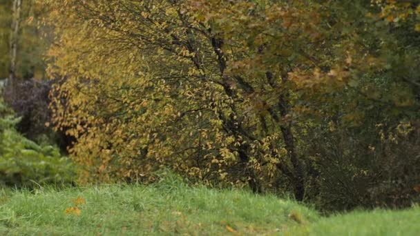 風の中を移動する真ん中の秋の景色と道 街のカラフルな秋の木 ソフトセレクティブフォーカス — ストック動画