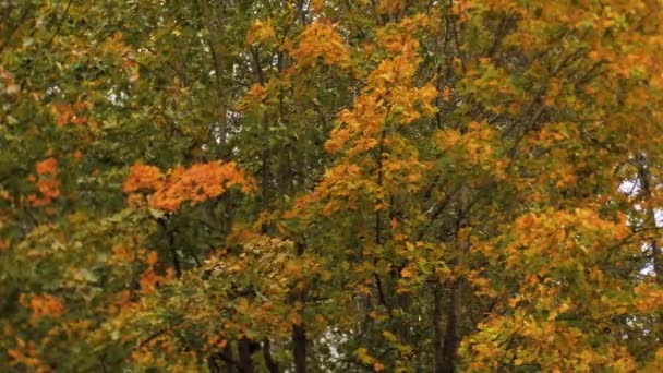 Autumn View Yellow Trees Moving Wind Urban Environment Colorful Tree — Stock Video