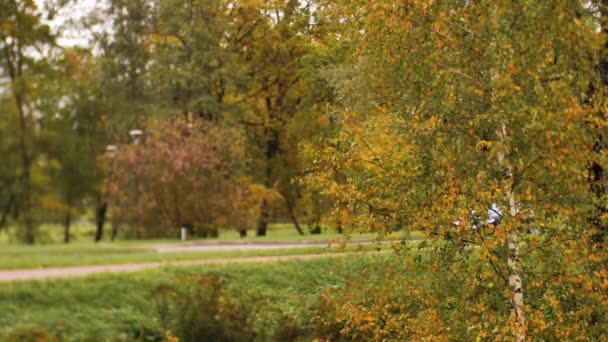 Осенний Вид Желтых Деревьев Движущихся Ветру Городские Красочные Осенние Деревья — стоковое видео