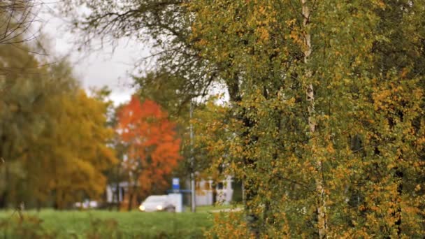 Rüzgarda Hareket Eden Sarı Ağaçların Sonbahar Manzarası Yol Kenarlarında Renkli — Stok video