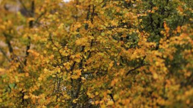 Rüzgarda hareket eden sarı ağaçların sonbahar manzarası. Renkli ağaç yapraklarıyla kentsel çevre. Yumuşak seçici odak.