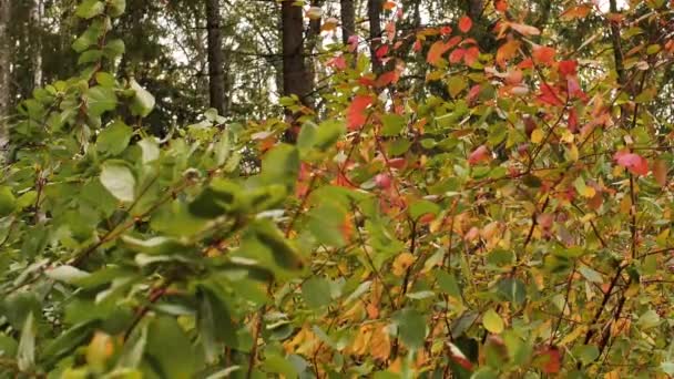 Herfst Uitzicht Gele Bomen Bewegen Wind Stedelijke Omgeving Met Kleurrijke — Stockvideo