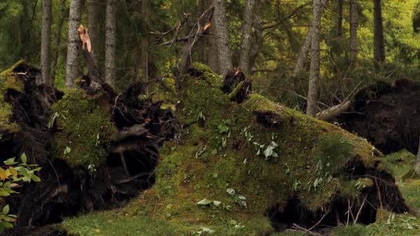 Drzewo Spadło Lesie Podczas Burzy Jesienią Las Kolorowymi Liśćmi Filmiki — Wideo stockowe