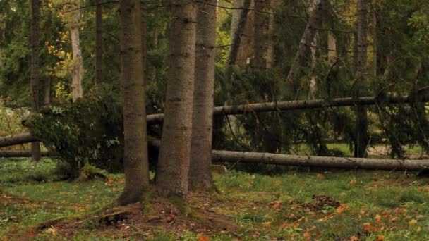 Een Boom Viel Het Bos Tijdens Een Storm Een Bos — Stockvideo
