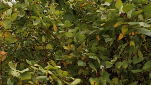 Krzewy Poruszają Się Wietrze Jesienią Kolorowe Liście Miękkie Ukierunkowanie Selektywne — Wideo stockowe