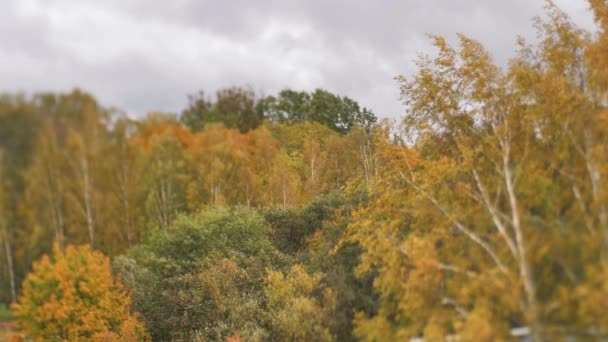 Осенний Вид Желтых Деревьев Движущихся Ветру Городская Среда Цветными Листьями — стоковое видео
