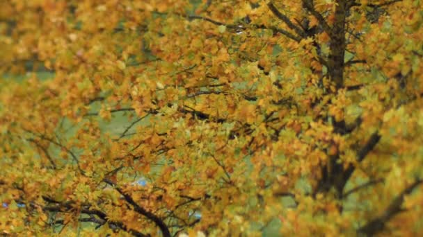 Φθινοπωρινή Άποψη Των Κίτρινων Δέντρων Που Κινούνται Στον Άνεμο Αστικό — Αρχείο Βίντεο