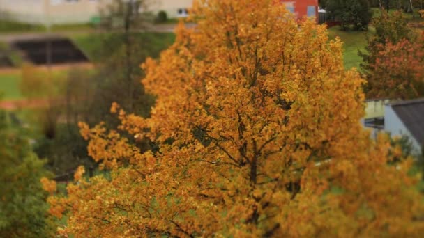 風の中を移動する黄色い木の秋の景色 カラフルな木の葉を持つ都市環境 ソフトセレクティブフォーカス — ストック動画