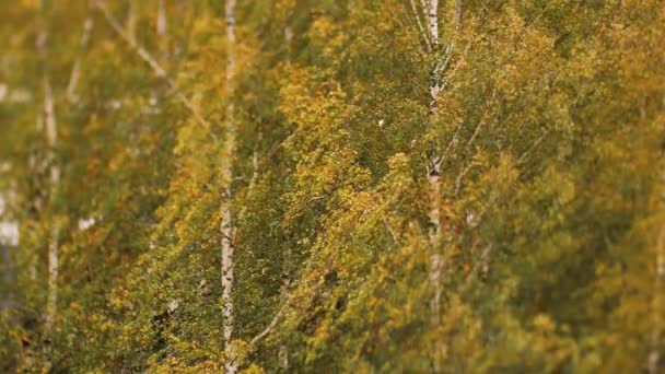 Jesienny Widok Żółtych Drzew Poruszających Się Wietrze Miejskie Środowisko Kolorowymi — Wideo stockowe